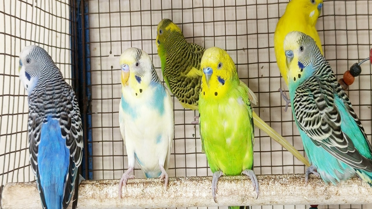 3 Hours of Joy A Compilation of Budgies Playing and Chirping for your sad Budgies and birds