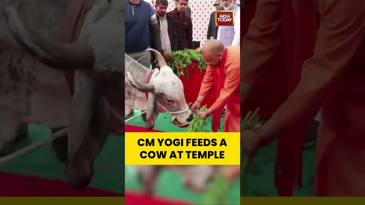 Uttar Pradesh CM Yogi Adityanath Feeds Cow at Temple | #shorts