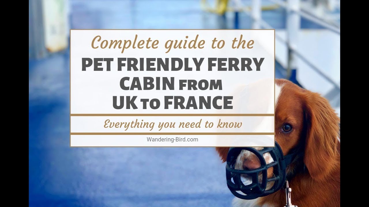 Taking a dog to France? Try a Pet-Friendly ferry cabin with Brittany Ferries