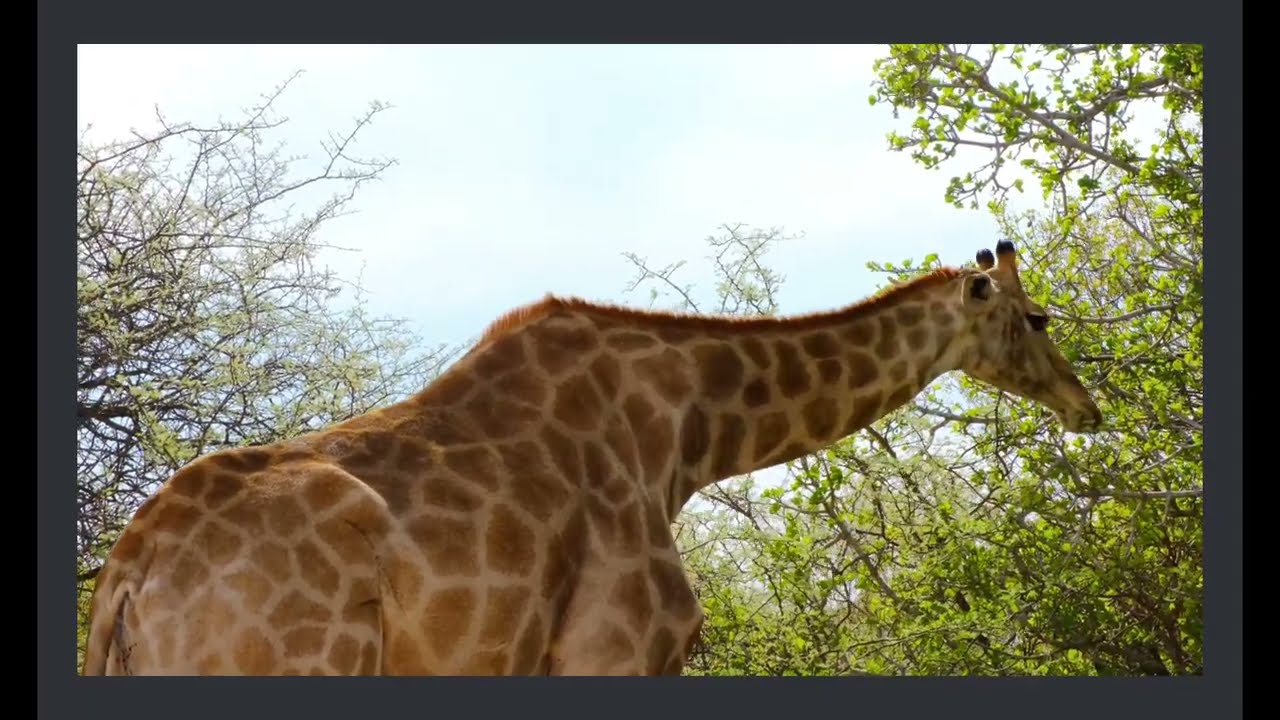 The Fascinating World of Giraffes: Behavior |Biology||and Surprising Facts