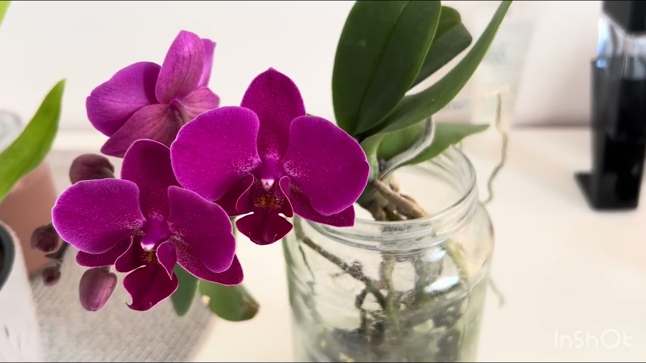 Оновлення квіточки 🌸/ розмови, міркування за кавою ☕️☕️