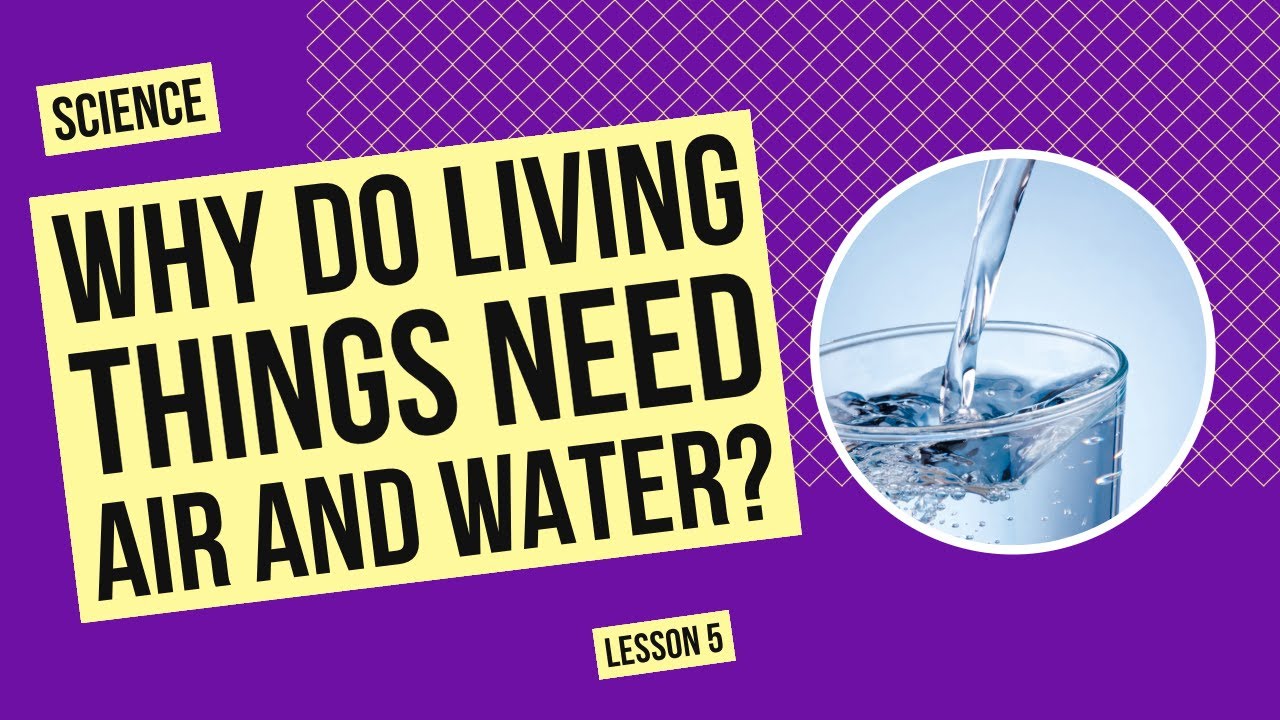 Why Do Living Things Need Air and Water? | Science Lesson
