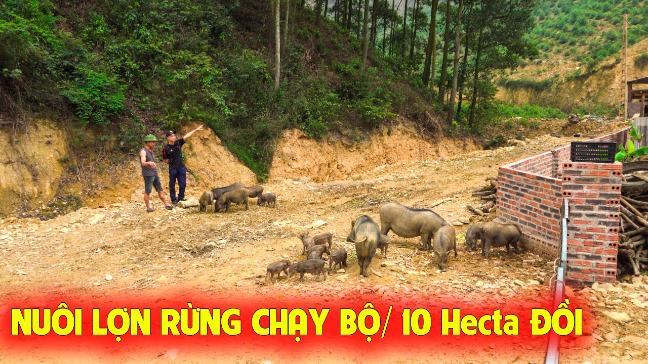 HẠNH PHÚC GIẢN ĐƠN VỚI MÔ HÌNH NUÔI HEO RỪNG THẢ ĐỒI NƠI RỪNG THIÊNG HẢI DƯƠNG