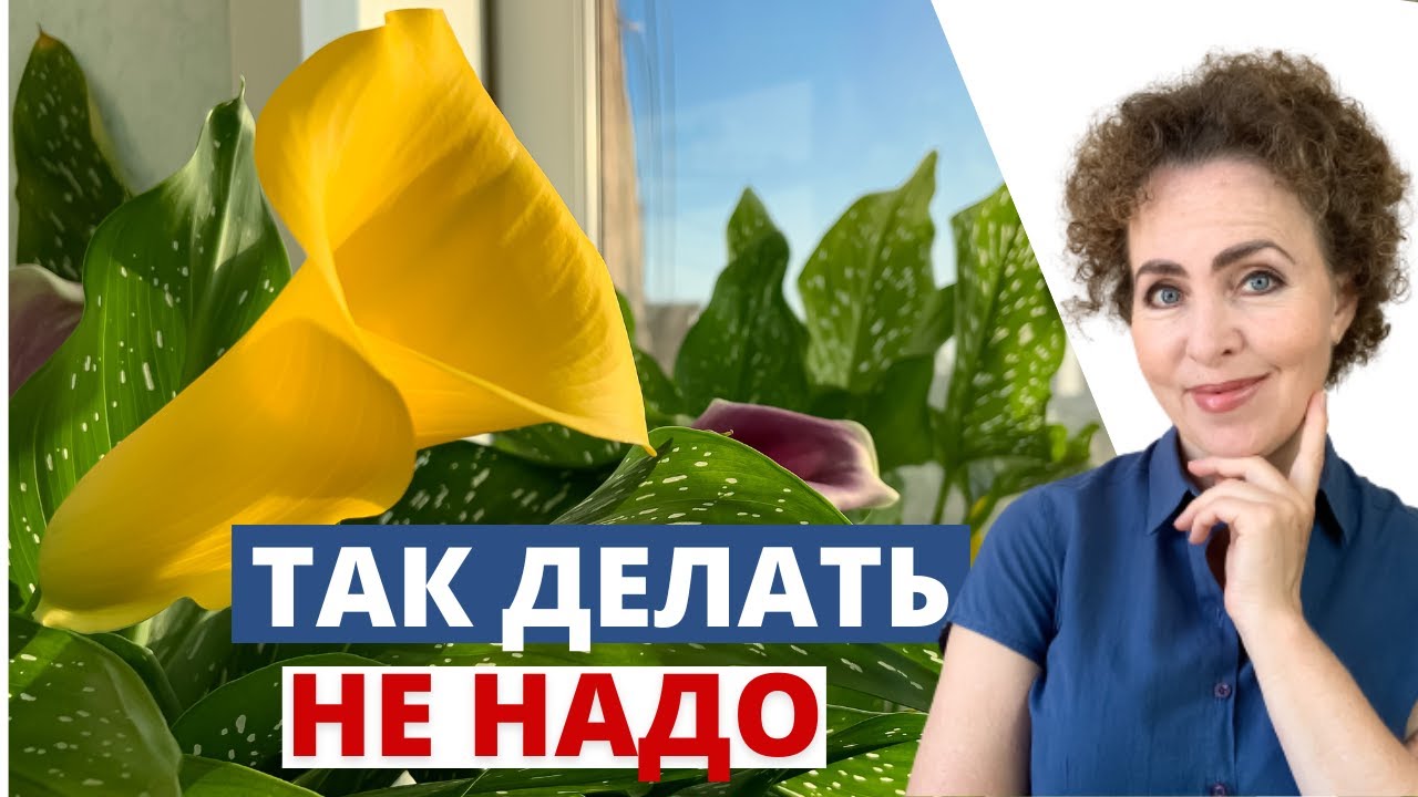 Как выбрать правильно горшок для посадки КАЛЛЫ