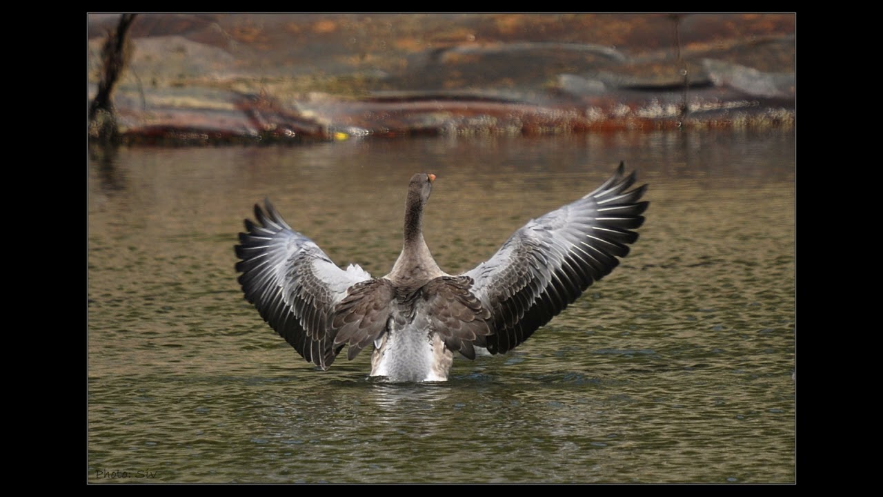 Comin` down in the rain-Jahn Erik Rehn (Rehn60)