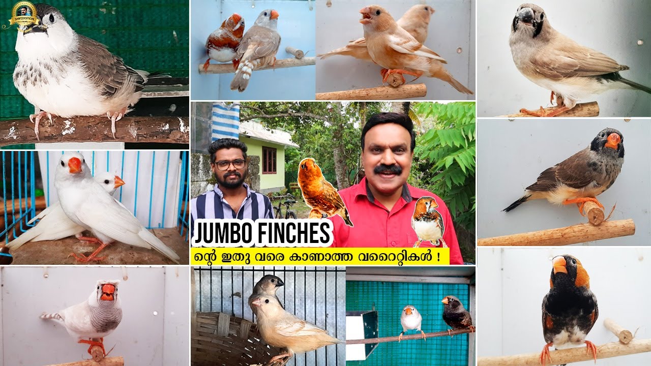 The largest Jumbo Finches farm in Alappuzha | Jumbo Finches Breeding Tips | Exotic birds and pets
