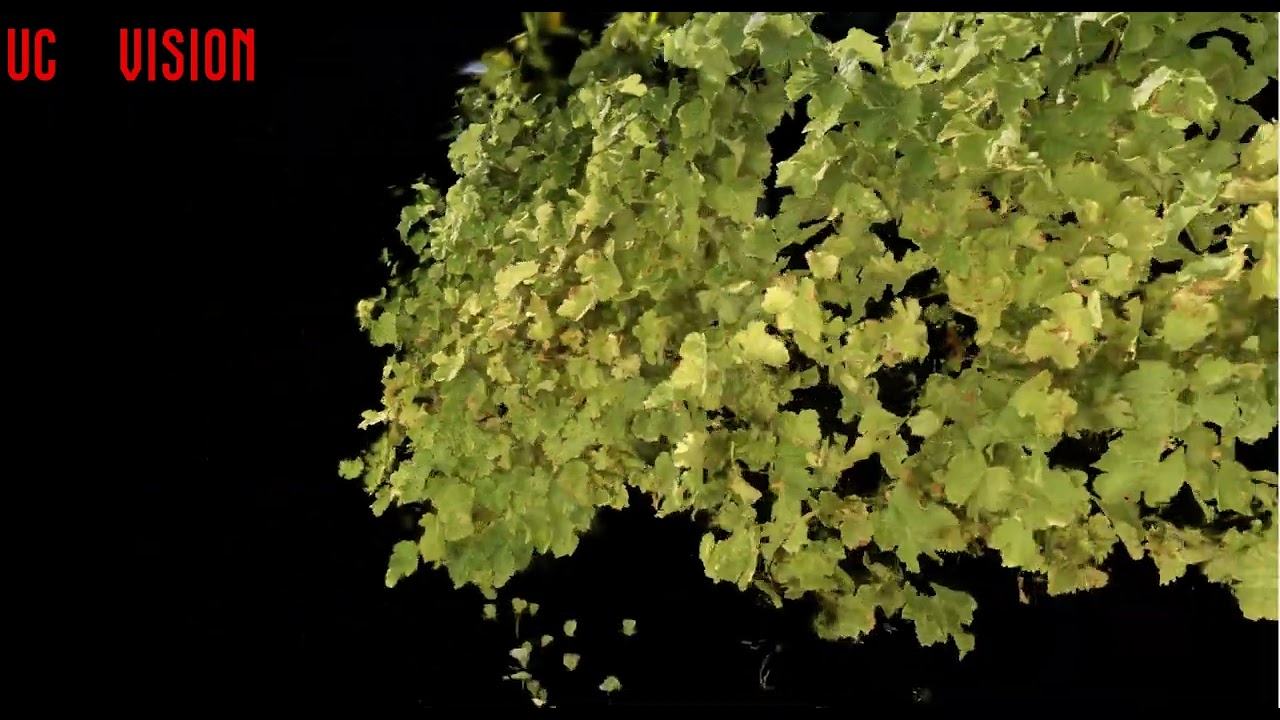 Segmentation of a 3D Grapevine model