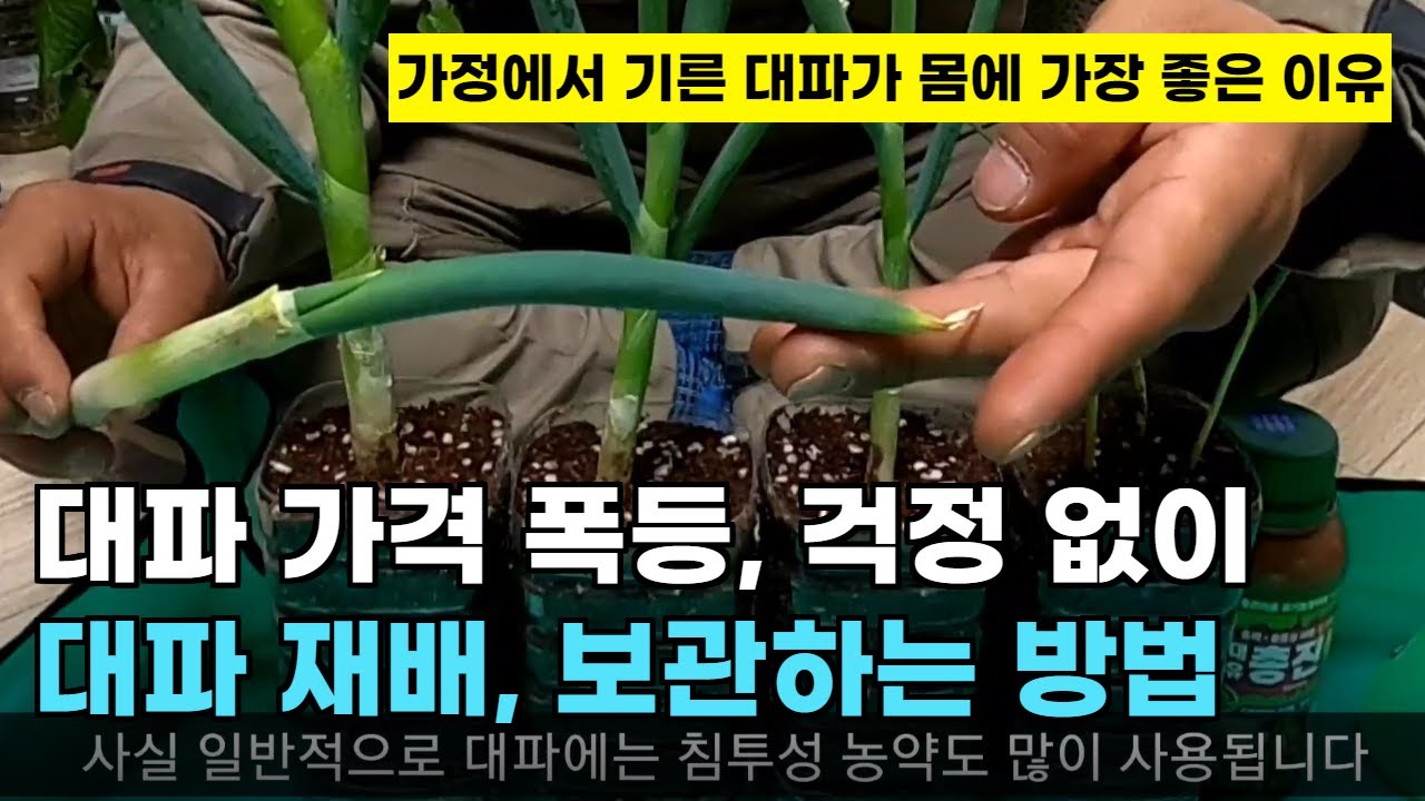 105.대파를 가정에서 쉽게 재배하고 짱짱하고 싱싱하게 보관하는 최고의  방법입니다