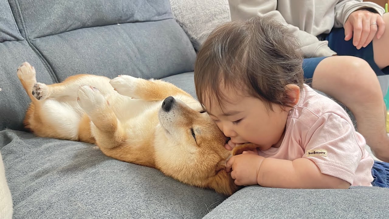0歳児に食べられてもされるがままの豆柴が優しすぎました...
