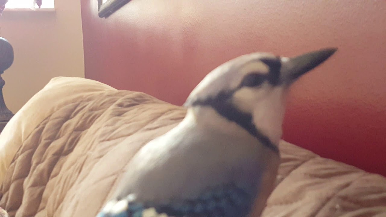 Love and Laughter with Gracie The Blue Jay and Family