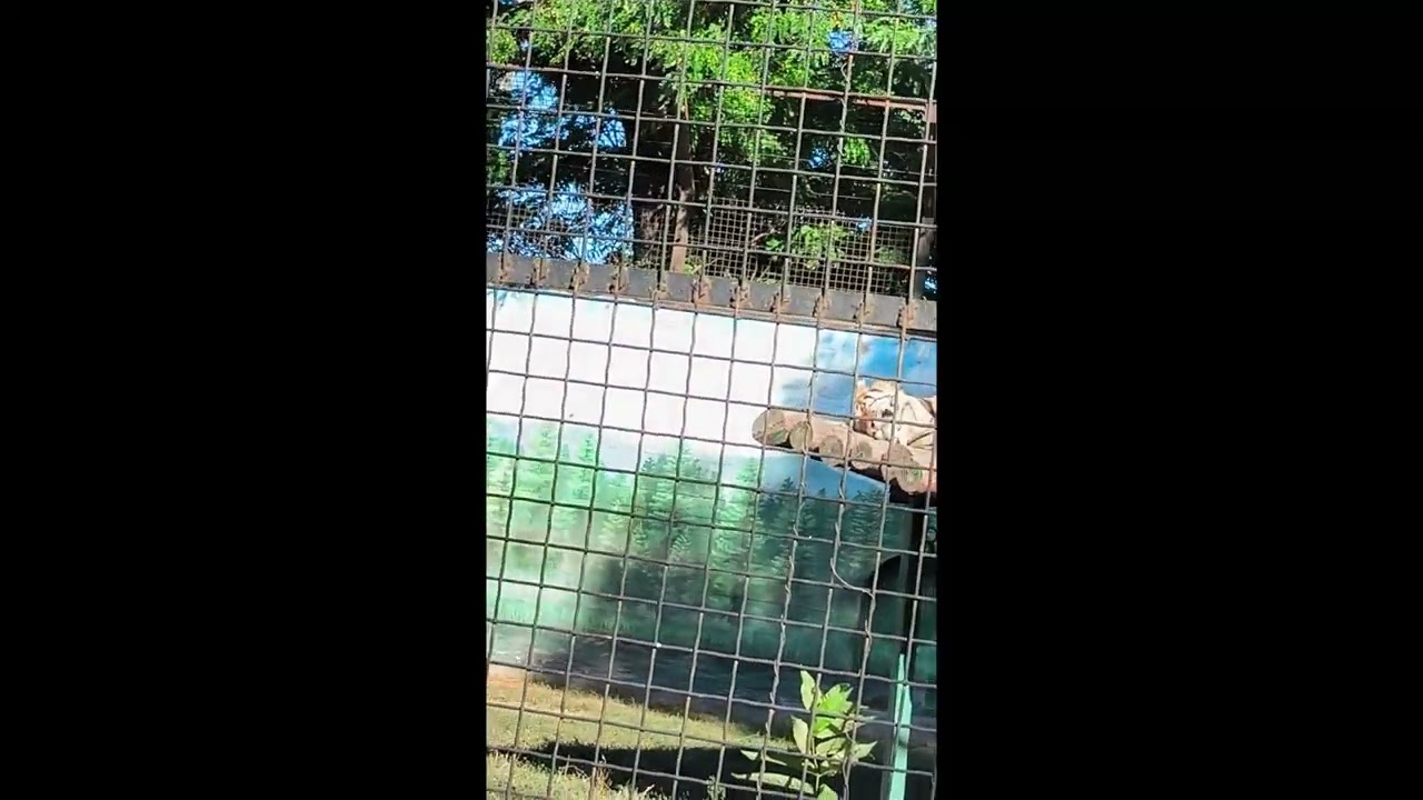 Tiger Sunbathing - wild animals - Animal Sounds Real
