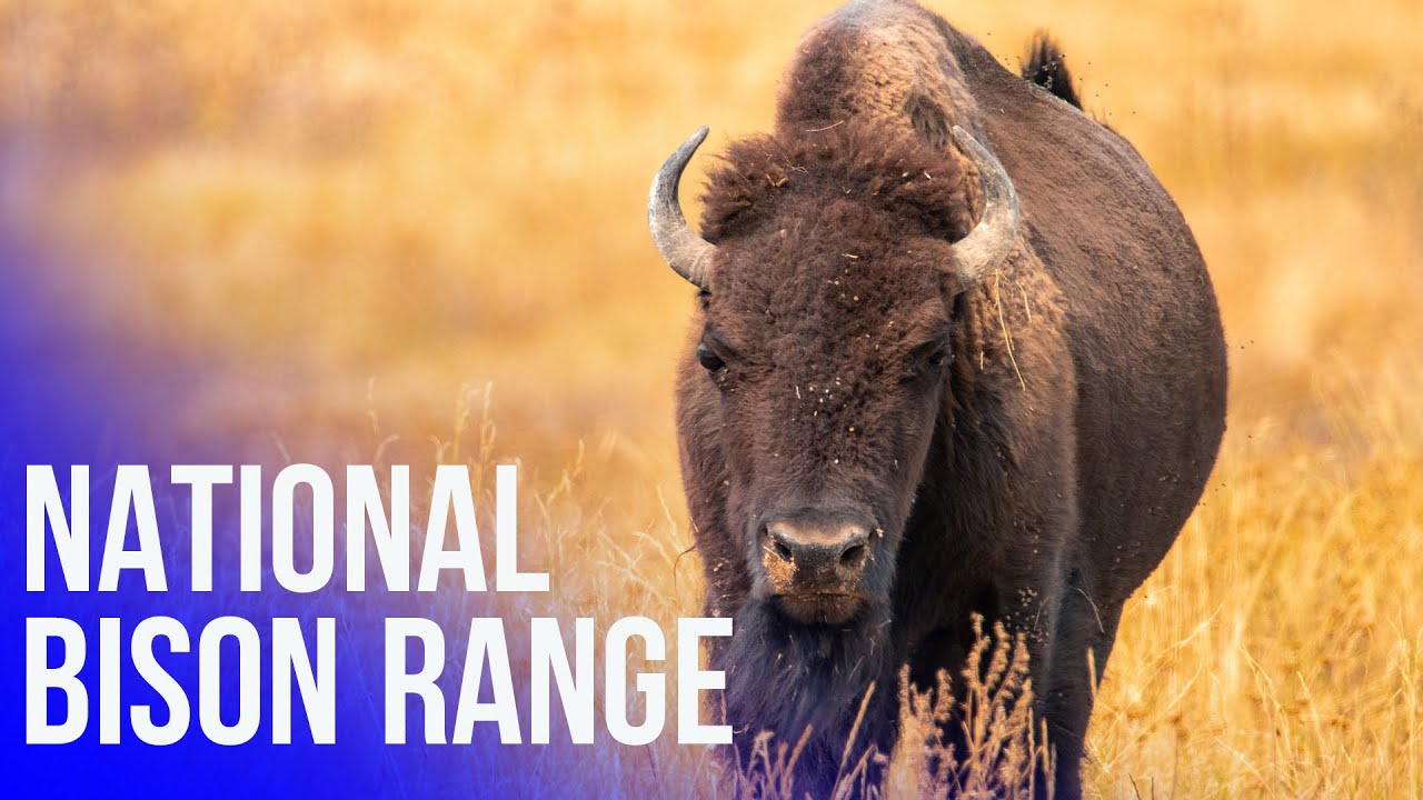 National Bison Range |Montana 2020