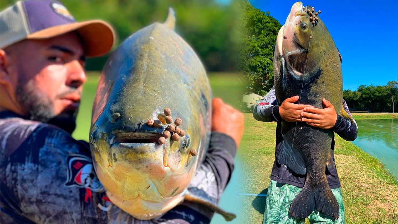 PANCADARIA NA SUPERFÍCIE, AQUI É PEIXE NA ANTENINHA O ANO TODO!