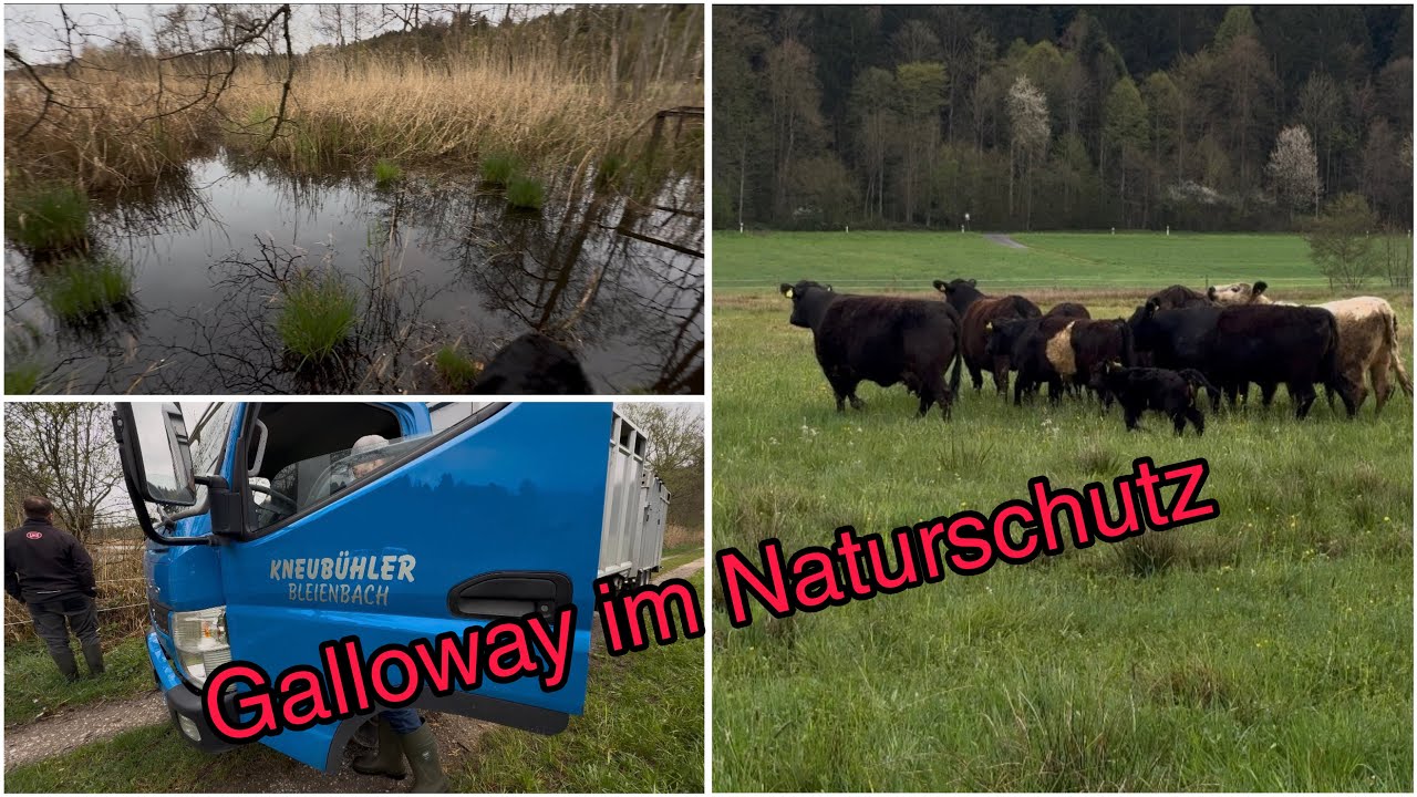 Galloway`s  im Auftrag vom Amt f&uuml;r Naturf&ouml;rderung unterwegs