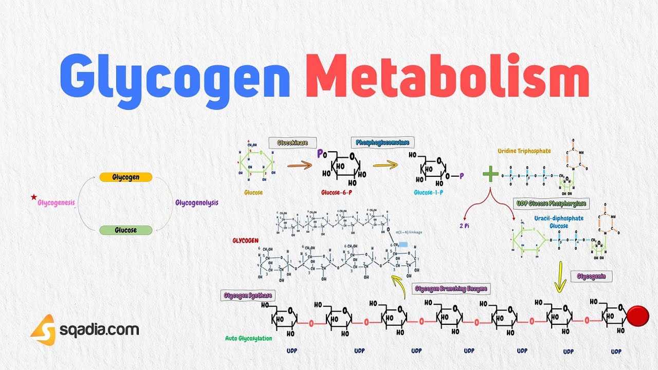 Glycogen Metabolism | Introduction