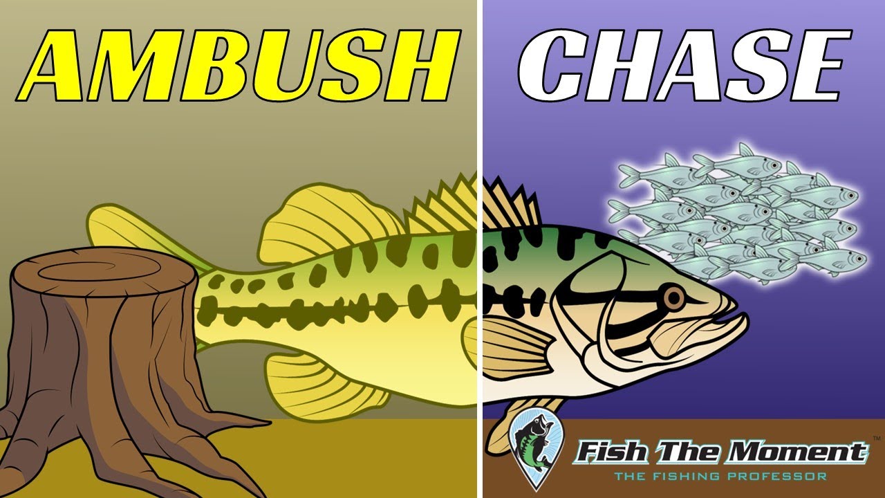 This Discovery About Bass Behavior Changed My Fishing Forever!