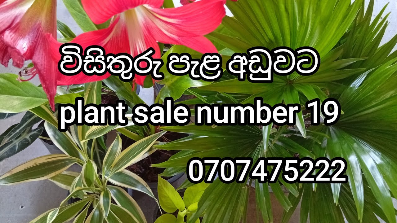 විසිතුරු පැළ අඩුවට ( Sri Visithuru Plant Nursery ) | 0707475222 whatsapp 