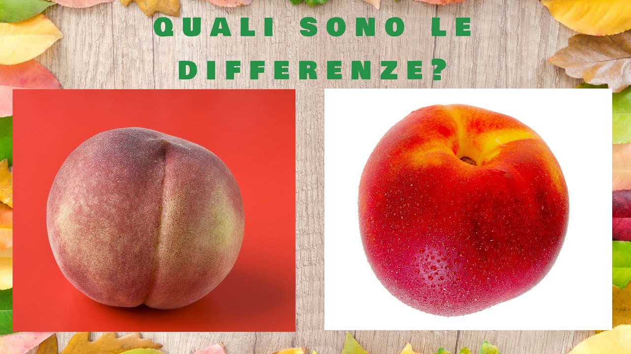 Pesca o pesca noce ? Polpa gialla o polpa bianca? Ecco tutto quello che c'è da sapere