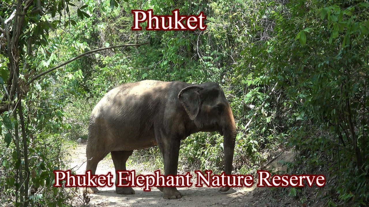 Phuket -  Phuket Elephant Nature Reserve
