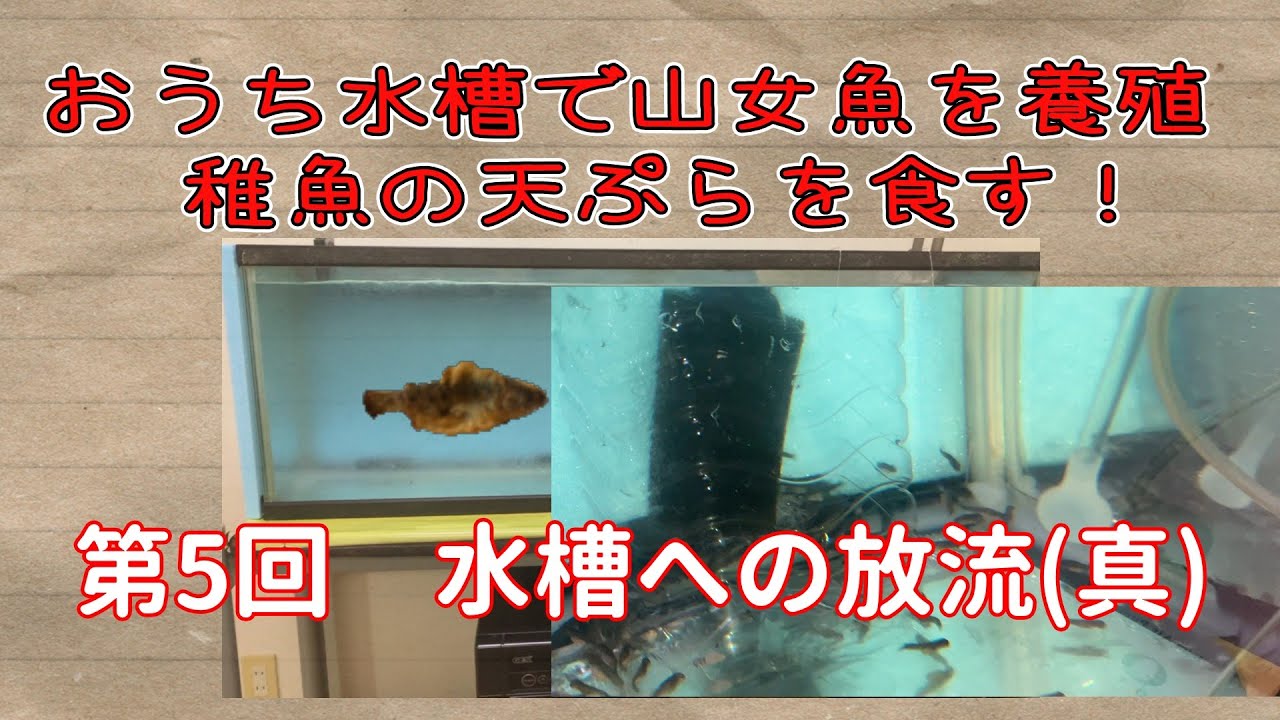 おうち水槽でのヤマメ飼育ではなく養殖 （第5回：水槽への放流（真））