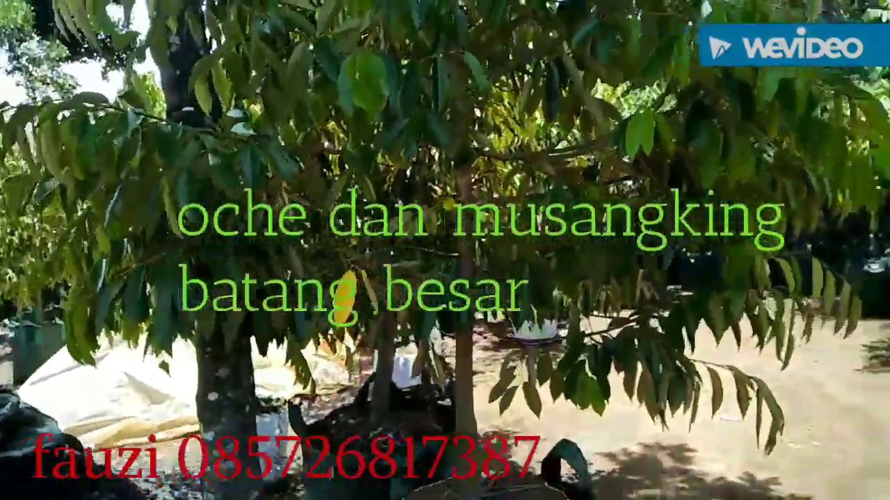 Biar Cpt berbuah tanam bibit Durian Dongkelan yg superan.