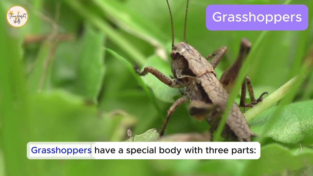 Jumping Into Grasshoppers! 🦗 Fun Facts & Science in 2 Minutes