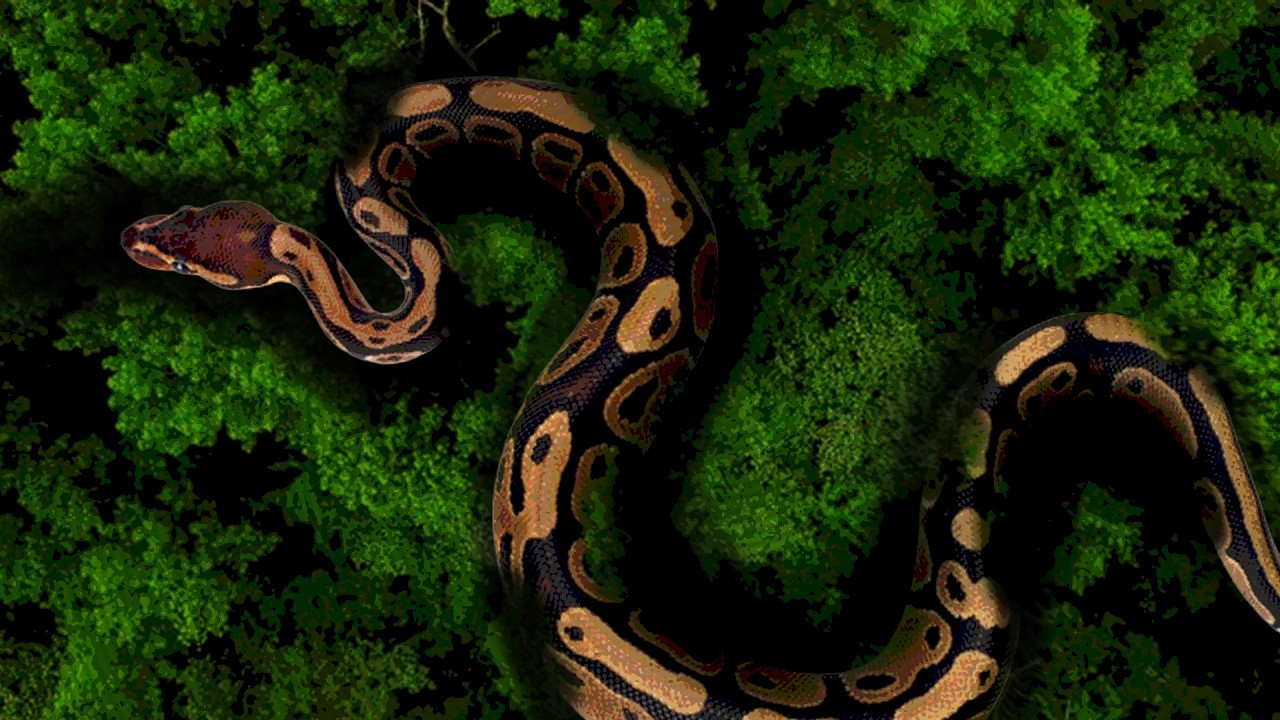 The Giant Snake Caught on Camera in the Congo