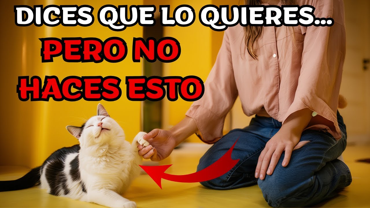 Tu gato no está distante, está pidiendo esto