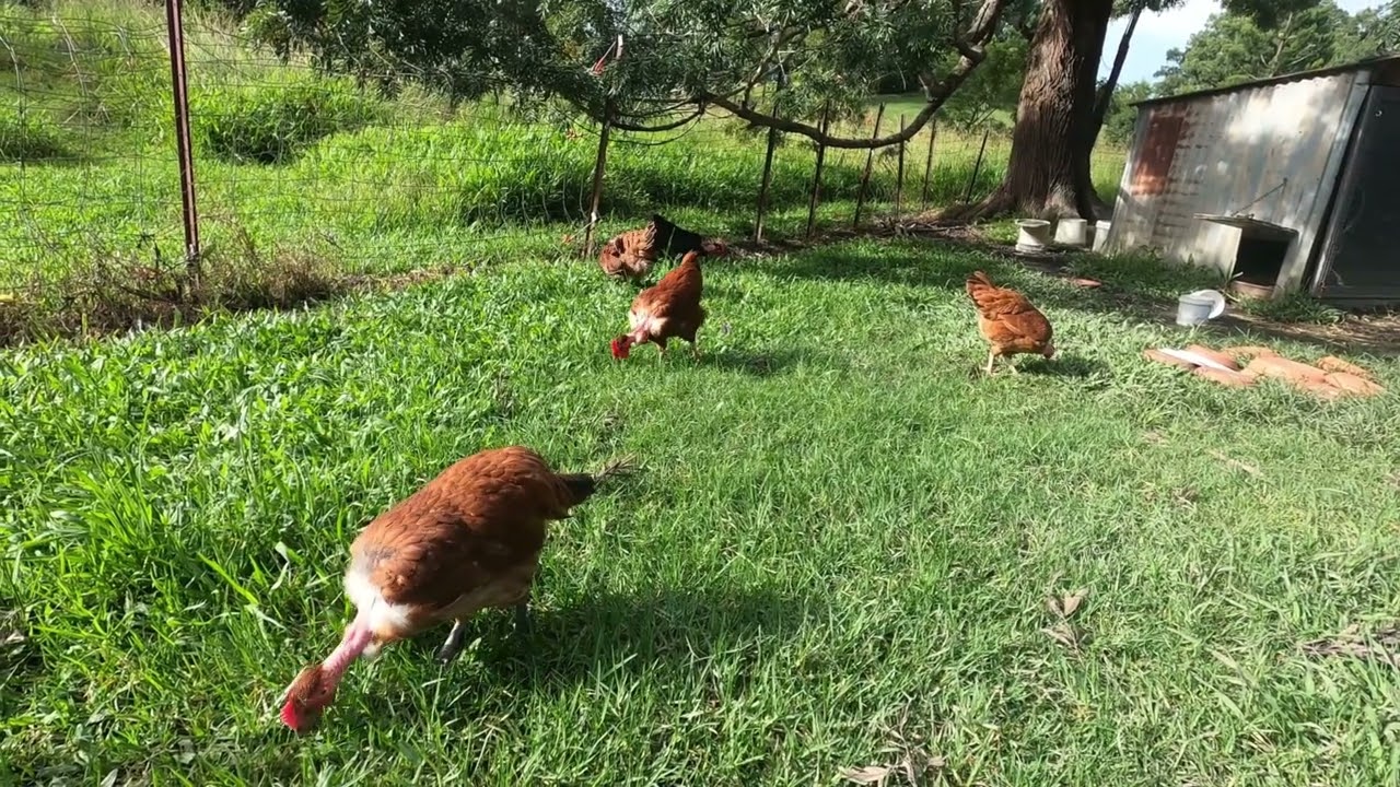 Meet the new Transylvanian Naked Neck Chooks