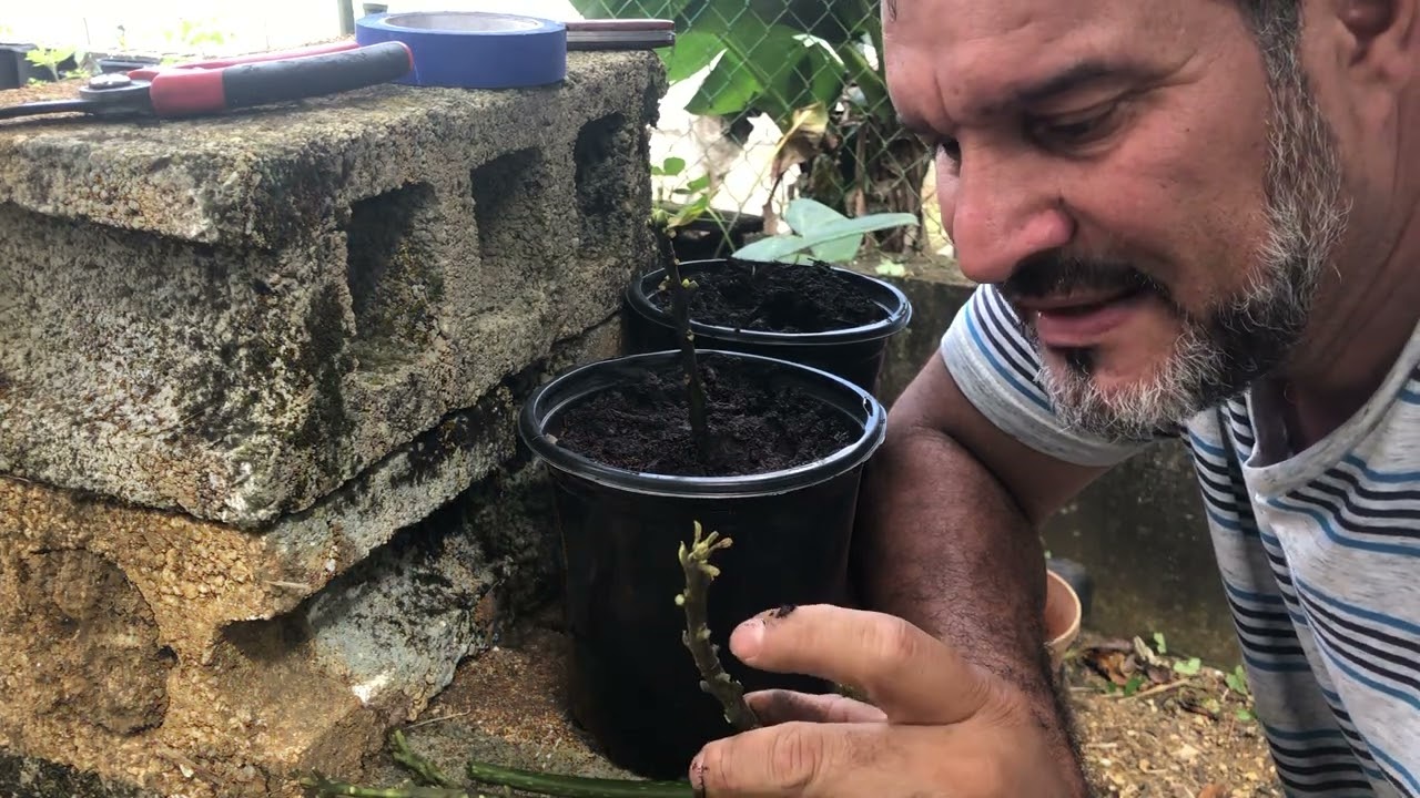 Como germinar esquejés de aguacate