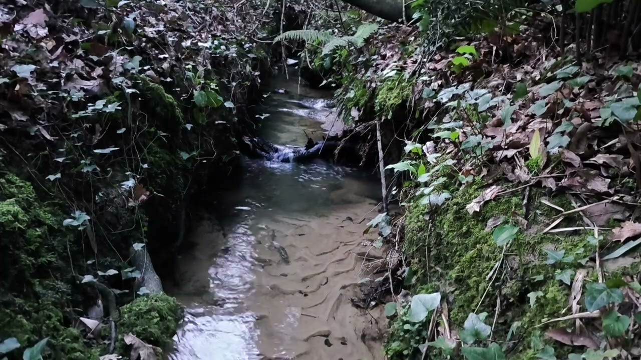 sonido relajante de agua y pajaros
