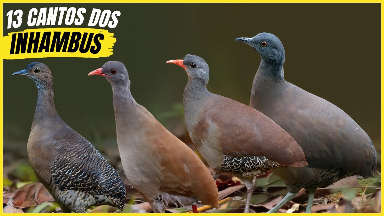 13 Inhambus do Brasil com Cantos Mais Bonitos e Seus Habitats!