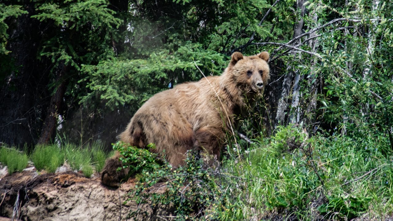 2019 Alaska - Kanutour am Beaver Creek