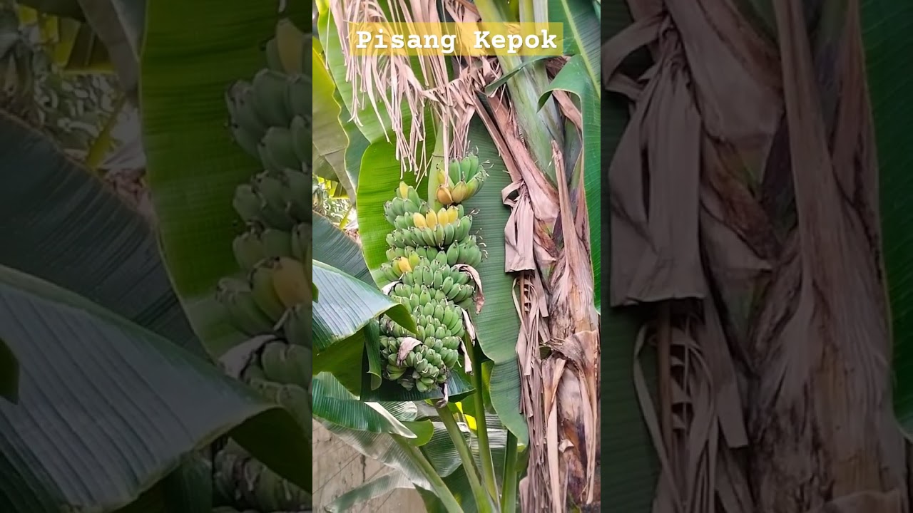 Pisang Kepok Kuning Matang di Pohon. #shorts,  #buah, #tanaman