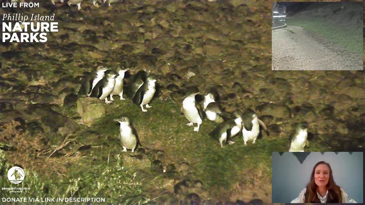 Live Penguin TV - Wednesday 26th August