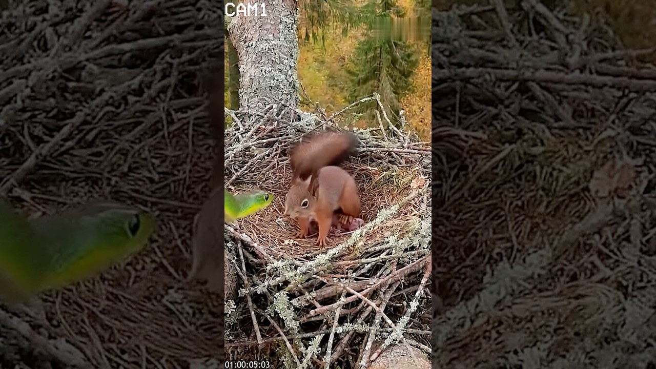CCTV CAMERA Bird Saves Squirrel Nest from Snake Attack #cctv #wildlife #squirrel #shorts #viral