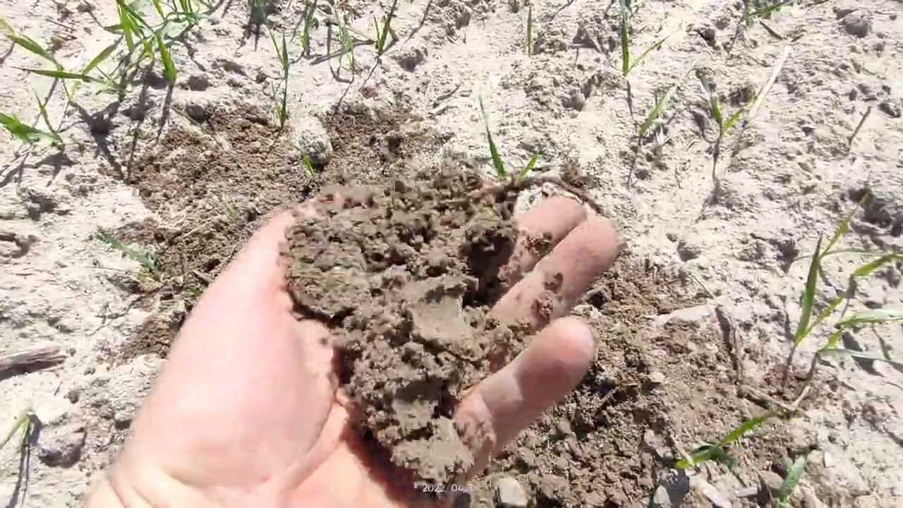 jęczmień jary na VI klasie, siew 26.03.22r. siew rzutowy amazone jet 1200 15 fiatAgri g190