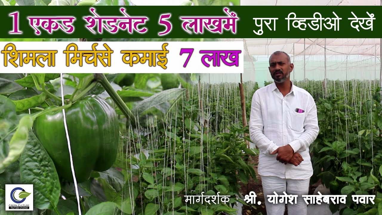 Capsicum Farming in Shade Net Good Profit in low investment Technique
