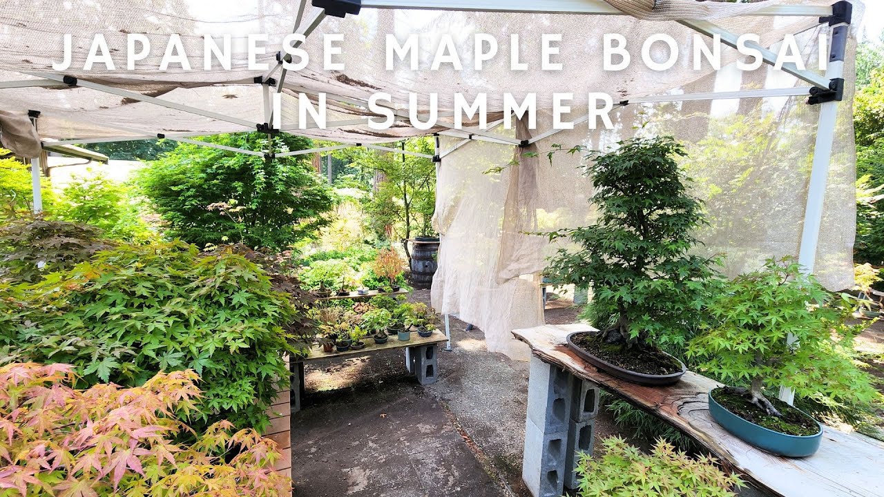 Japanese Maple Garden Walk in August 