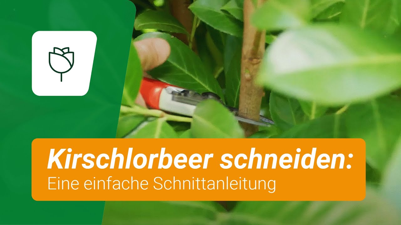 Kirschlorbeer schneiden: Eine einfache Schnittanleitung