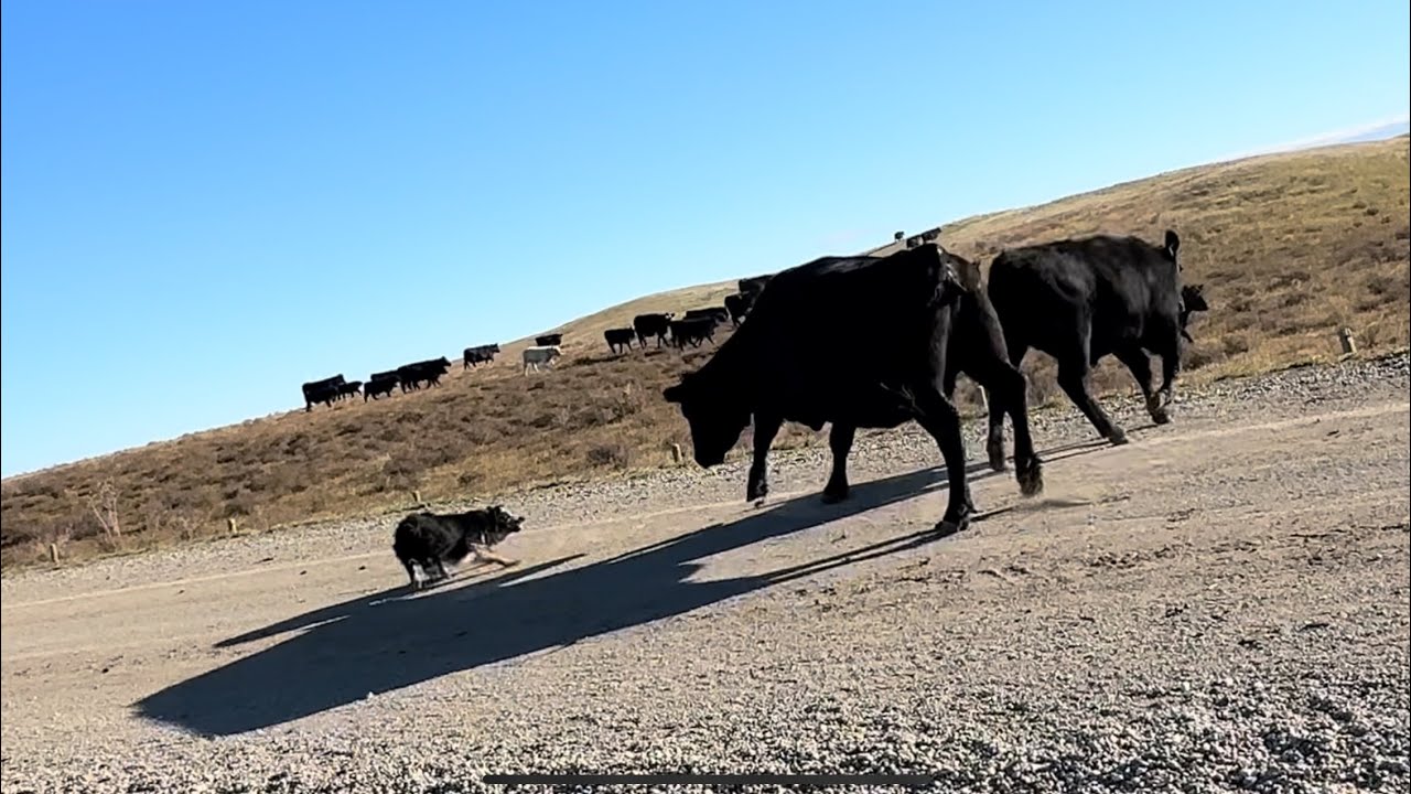 2 Year Old Border Collie Drives Hundreds of Huge Cattle