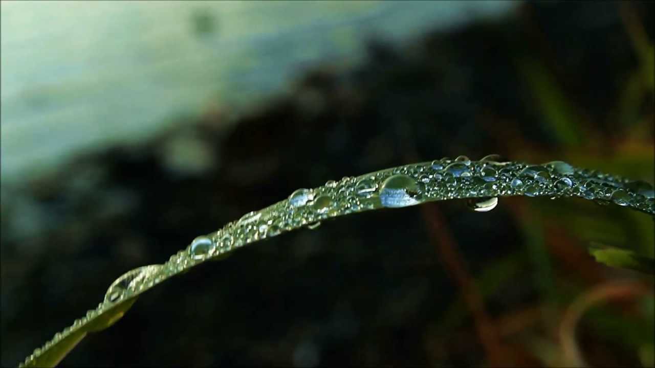 Darren Hayes - Roses