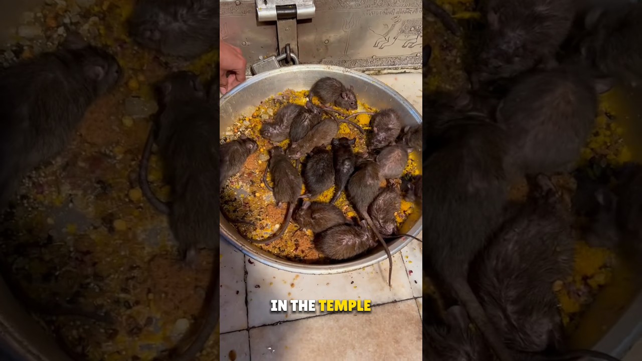 Rats Temple in India 😳