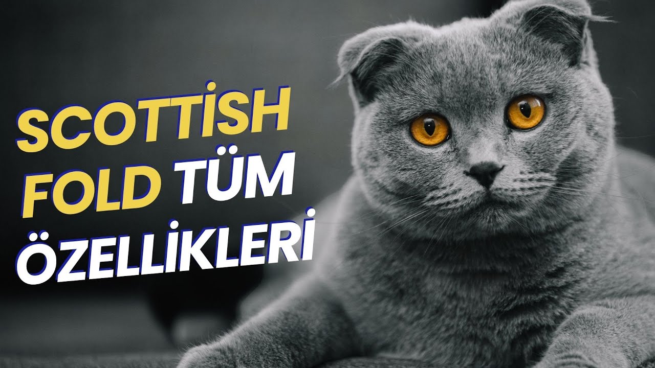 Scottish Fold T&uuml;m &Ouml;zellikleri ve Bakımı (SCOTTİSH FOLD SAHİPLENME REHBERİ)