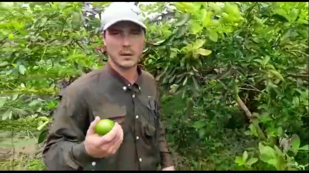 Como decidir la recuperación de una plantación de limón