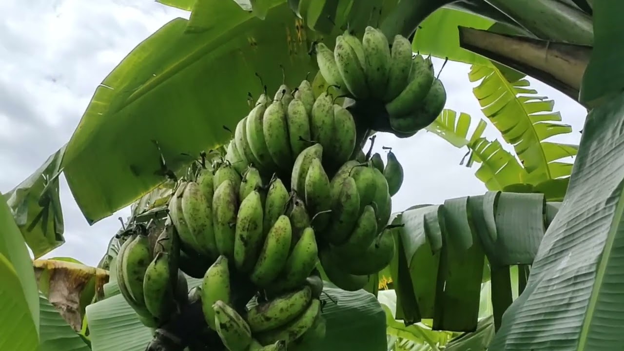 review jenis pisang raja sereh / raja palembang / pisang susu / kawesto / koja / latundan philifina