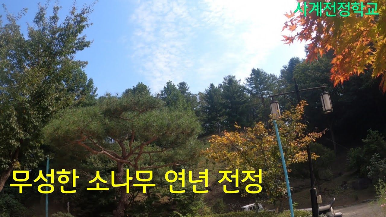 무성한 소나무 연년 전정 #144사계전정학교.23 10