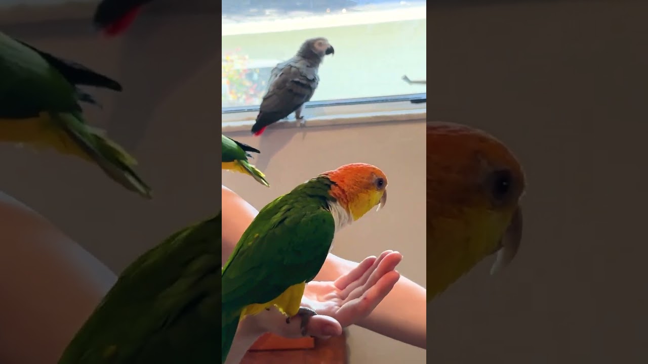 Caiques are Amazing at Whistling 🎶