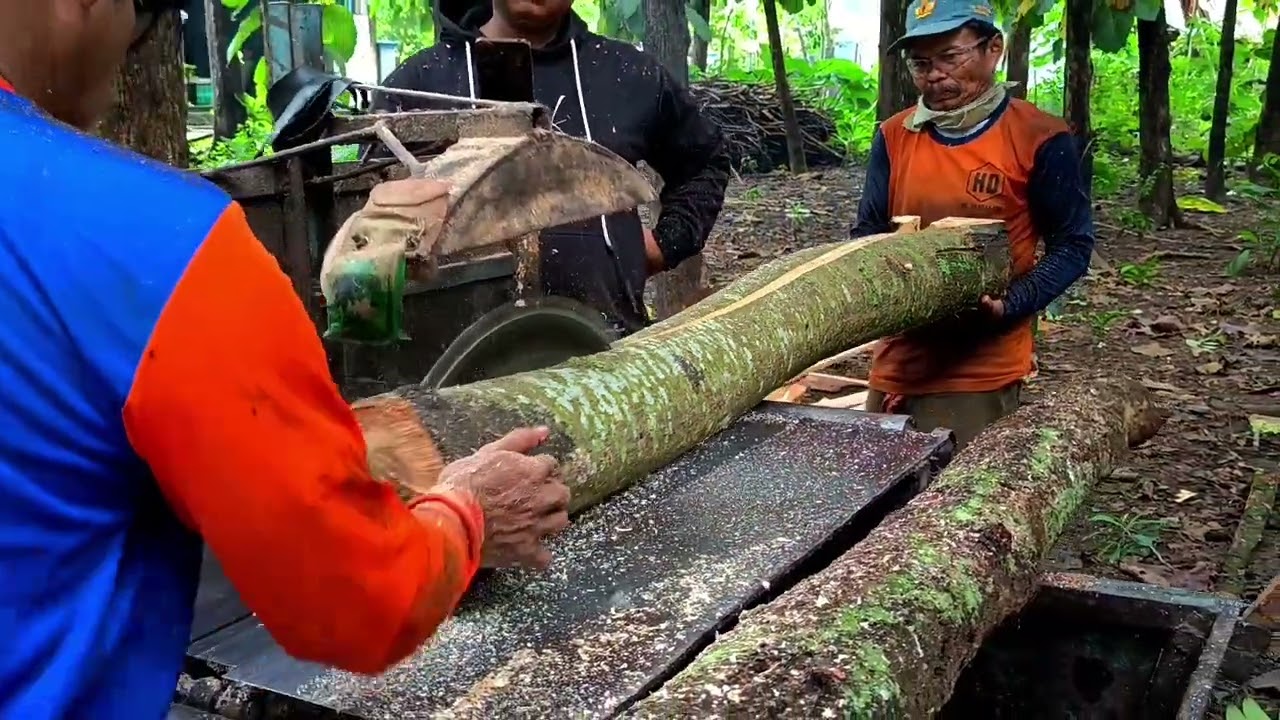 Merajang kayu waru & mahoni gergaji bundar sérkel keliling