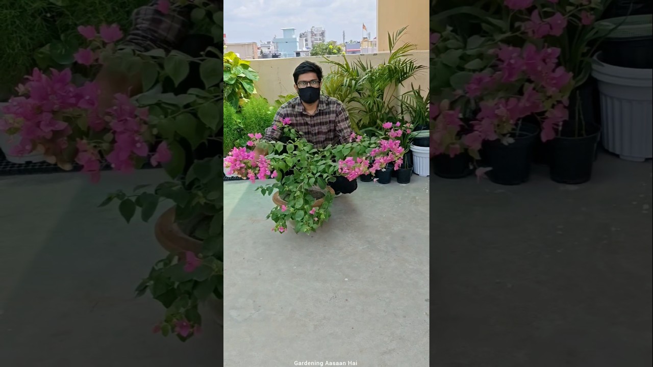 Bougainvillea is not flowering || Tips to get more flowers in Bougainville plant
